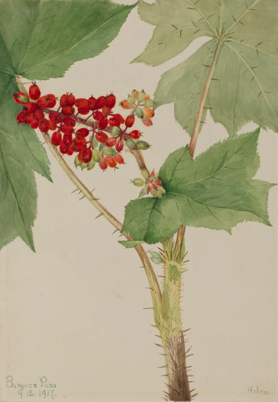 Devilsclub (Echinopanax horridum) by Mary Vaux Walcott, born Philadelphia, PA 1860-died St. Andrews, New Brunswick, Canada 1940