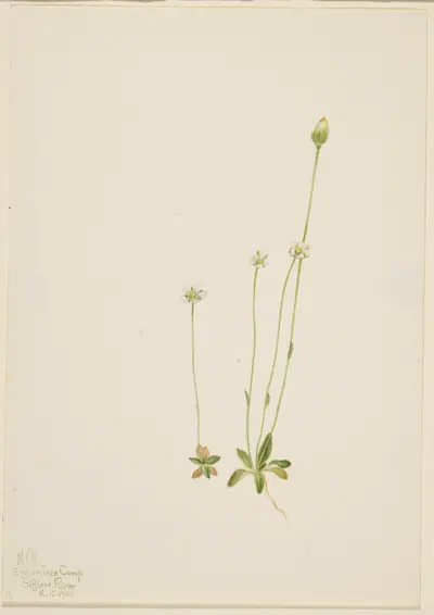 Oxytropis aepicola