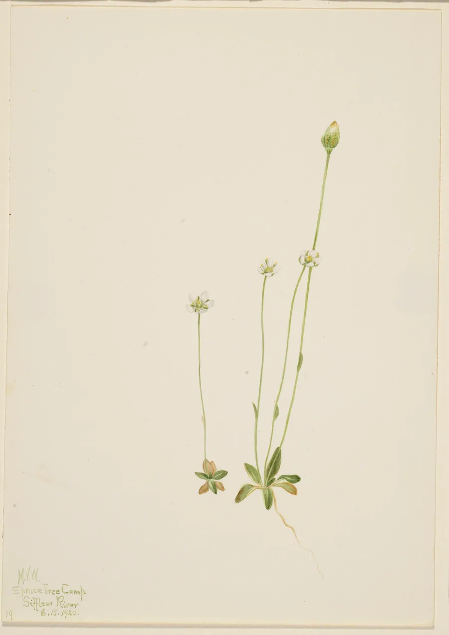 Oxytropis aepicola by Mary Vaux Walcott, born Philadelphia, PA 1860-died St. Andrews, New Brunswick, Canada 1940
