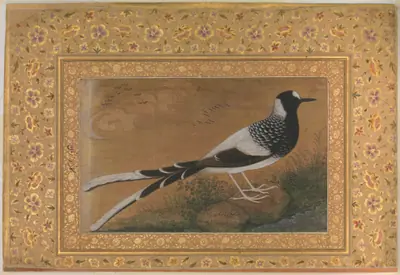 "Spotted Forktail", Folio from the Shah Jahan Album