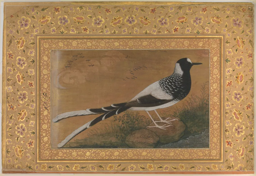 "Spotted Forktail", Folio from the Shah Jahan Album by Abu'l Hasan