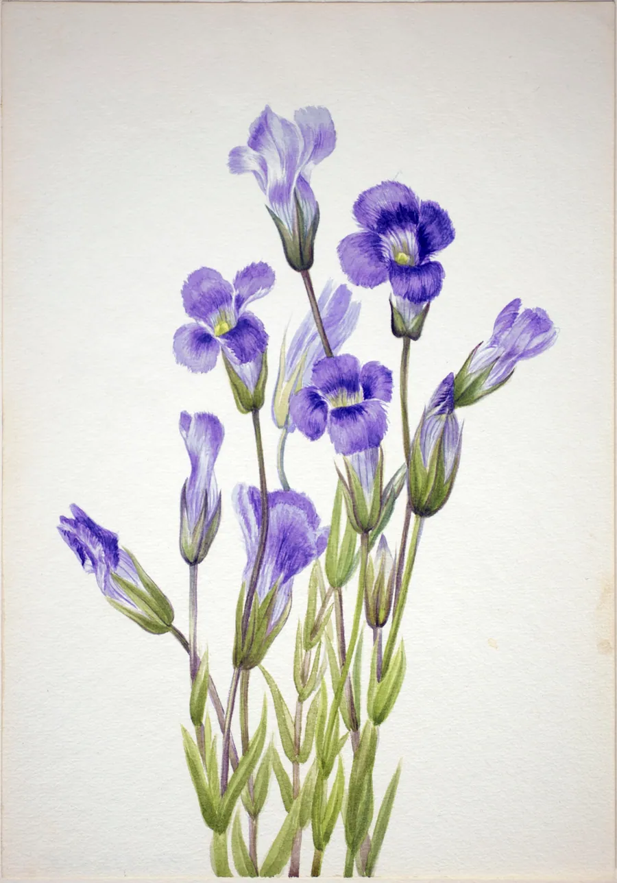 Fringed Gentian (Gentiana elegana) by Mary Vaux Walcott, born Philadelphia, PA 1860-died St. Andrews, New Brunswick, Canada 1940