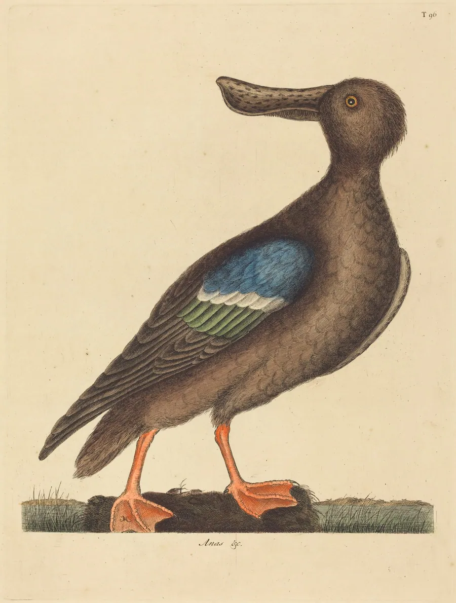 The Blue Winged Shoveler (Anas clypeata foemina) by Mark Catesby