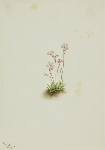 Alberta Primrose (Primula maccalliana)