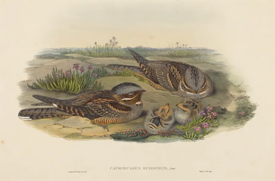 Caprimulgus europaeus (Nightjar) by John Gould