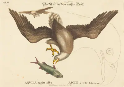 The Bald Eagle (Falco leucocephalus)
