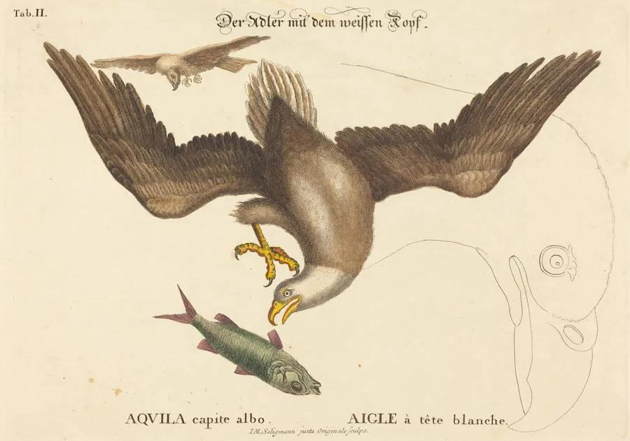 The Bald Eagle (Falco leucocephalus) by Johann Michael Seligmann