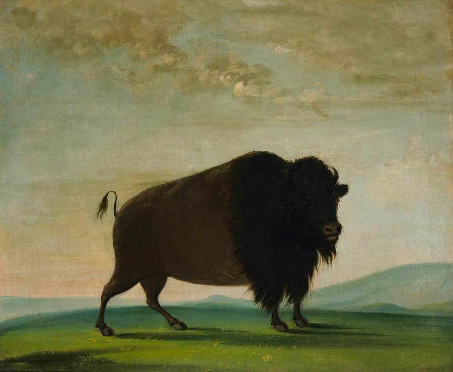 Buffalo Cow, Grazing on the Prairie by George Catlin, born Wilkes-Barre, PA 1796-died Jersey City, NJ 1872