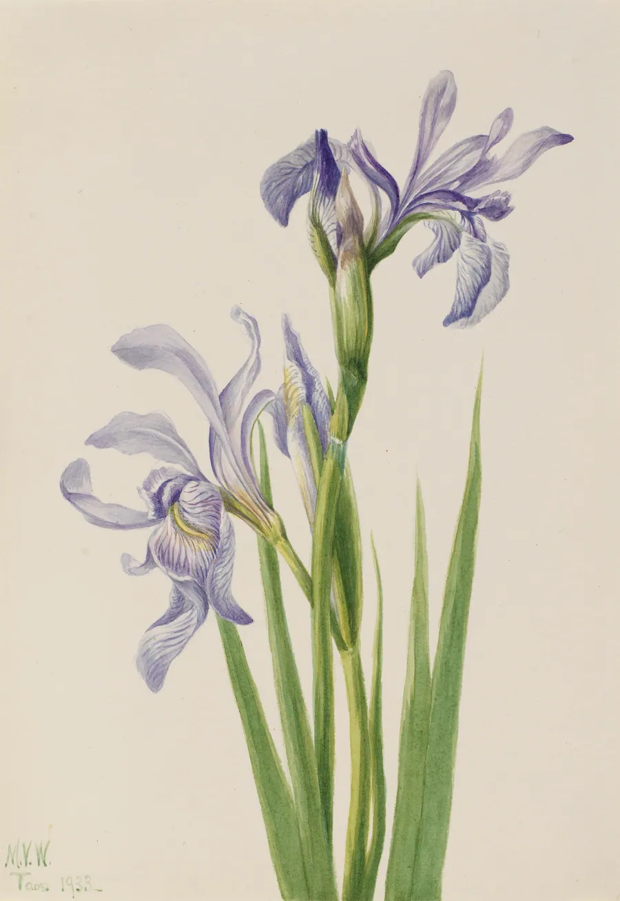 Western Blue Flag (Iris missouriensis) by Mary Vaux Walcott, born Philadelphia, PA 1860-died St. Andrews, New Brunswick, Canada 1940