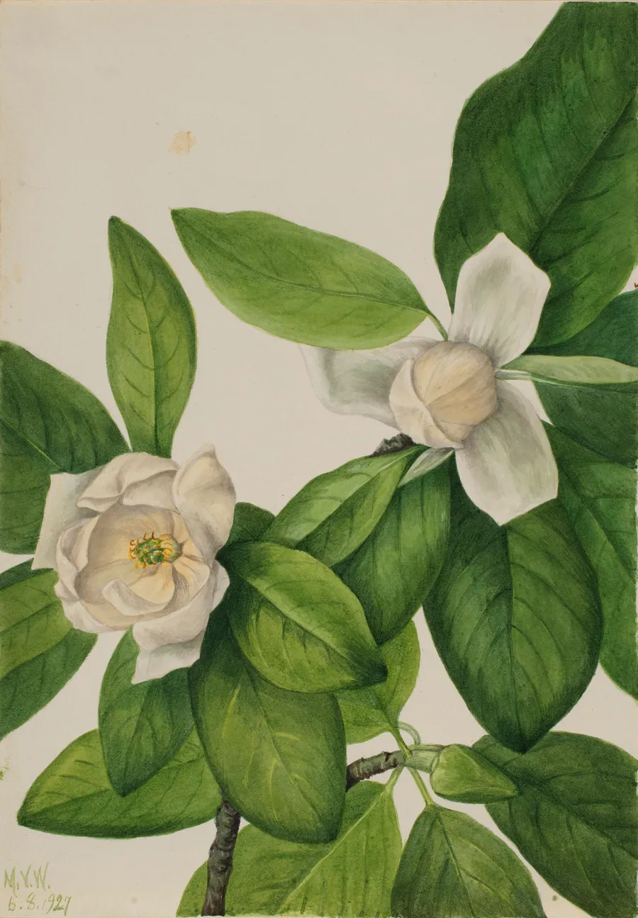 Sweetbay (Magnolia virginiana) by Mary Vaux Walcott, born Philadelphia, PA 1860-died St. Andrews, New Brunswick, Canada 1940