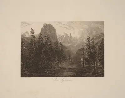 Une Sapinière