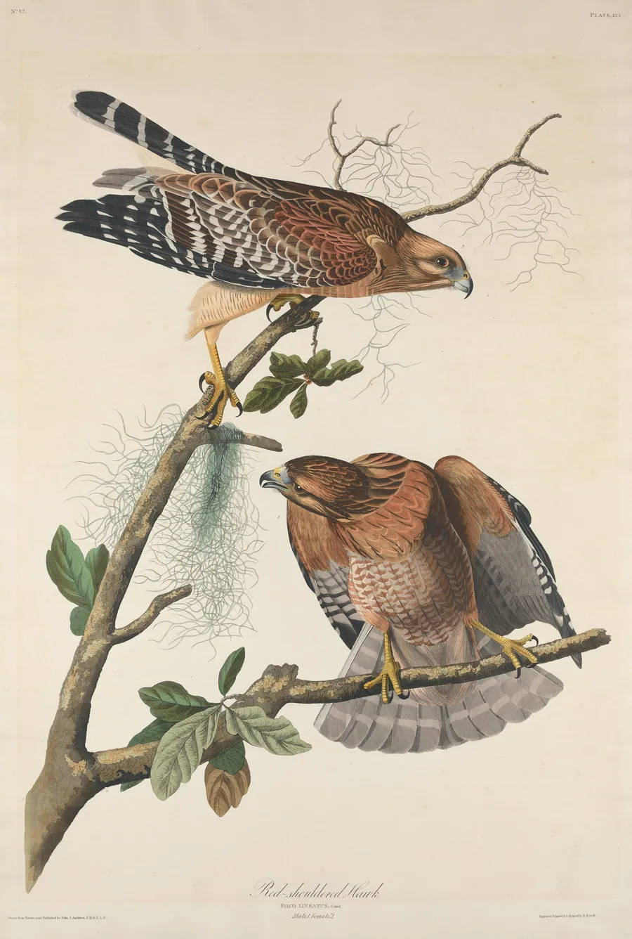 Red-shouldered Hawk by Robert Havell, Jr.