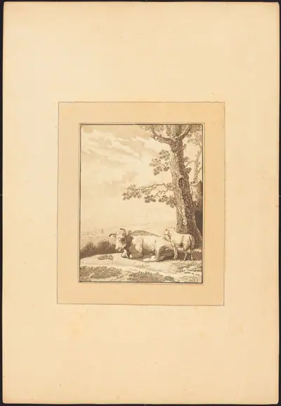 Cow Resting