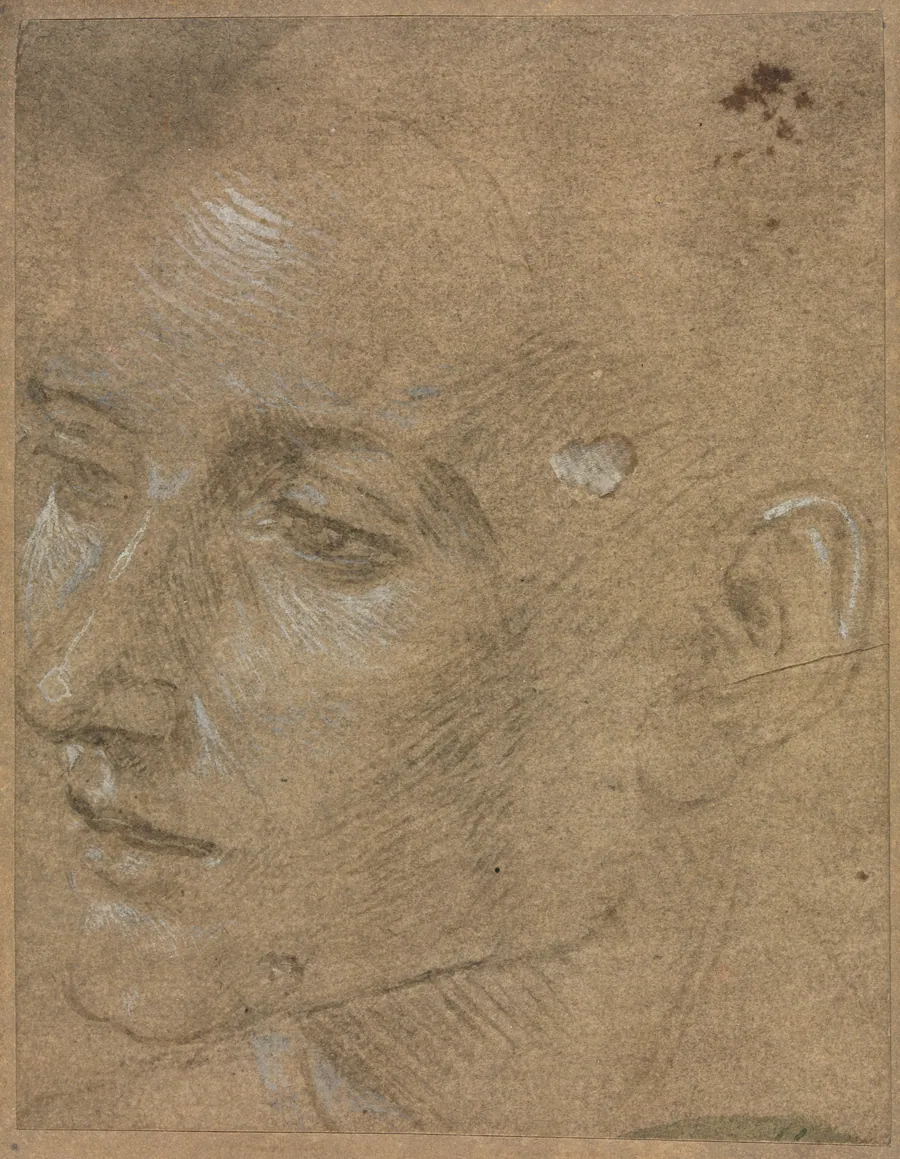 Head of a Young Man by Filippino Lippi