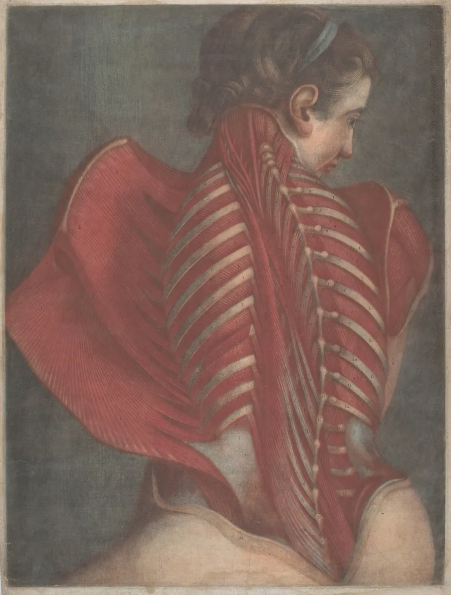 L'Ange anatomique (The Anatomical Angel) or Dissection of a Woman's Back by Jacques-Fabien Gautier Dagoty