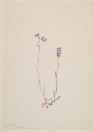 Lobelia Kalmii