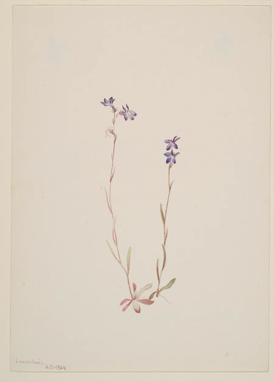 Lobelia Kalmii by Mary Vaux Walcott, born Philadelphia, PA 1860-died St. Andrews, New Brunswick, Canada 1940