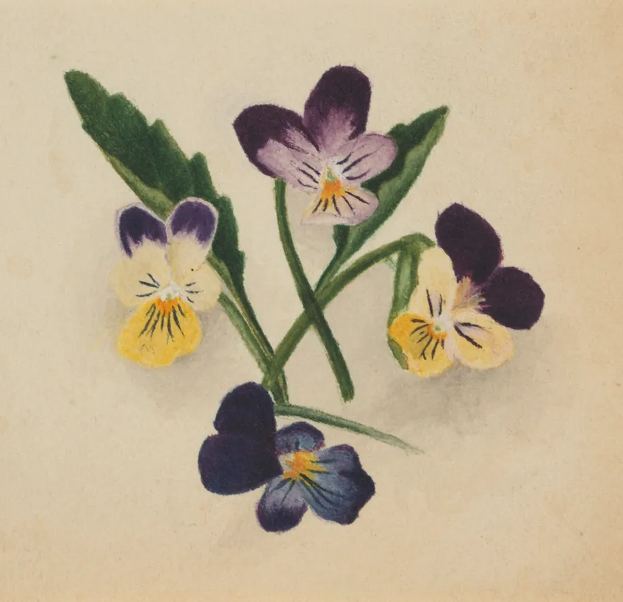 Untitled (Pansies) by Mary Vaux Walcott, born Philadelphia, PA 1860-died St. Andrews, New Brunswick, Canada 1940