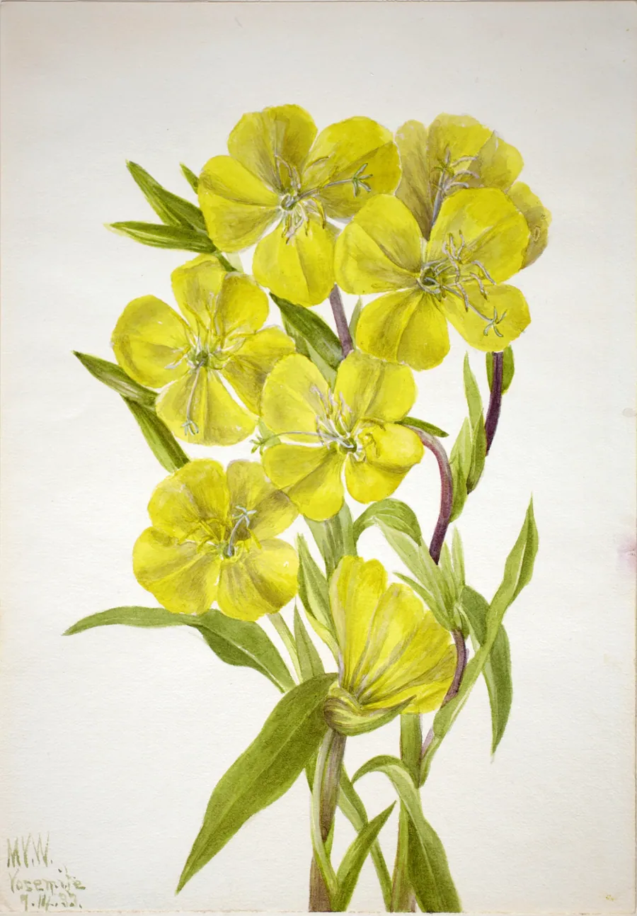 Evening Primrose (Oenothera) by Mary Vaux Walcott, born Philadelphia, PA 1860-died St. Andrews, New Brunswick, Canada 1940