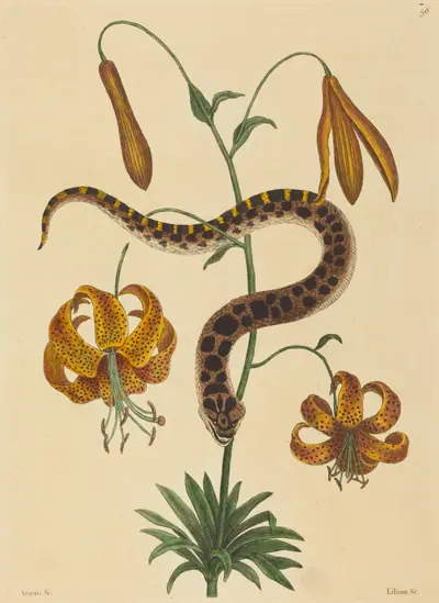 The Hog-nose Snake (Boa contortrix)
