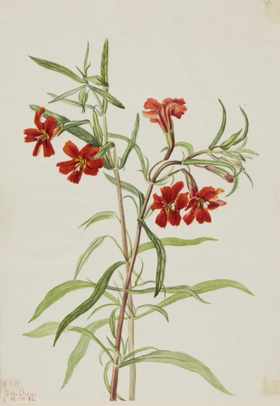 Red Monkeyflower (Diplaucus puniceus) by Mary Vaux Walcott, born Philadelphia, PA 1860-died St. Andrews, New Brunswick, Canada 1940