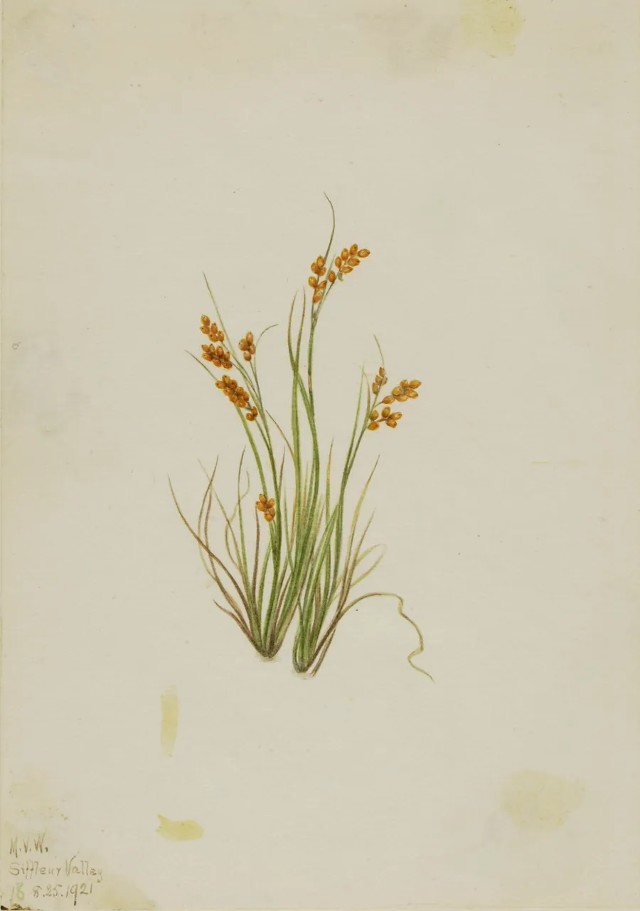 Golden Sedge (Carex aurea) by Mary Vaux Walcott, born Philadelphia, PA 1860-died St. Andrews, New Brunswick, Canada 1940