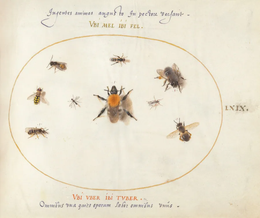 Plate 69: Nine Bees and Other Insects by Joris Hoefnagel