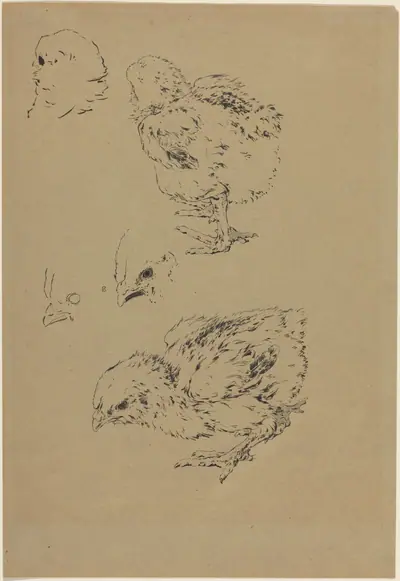 Chicks