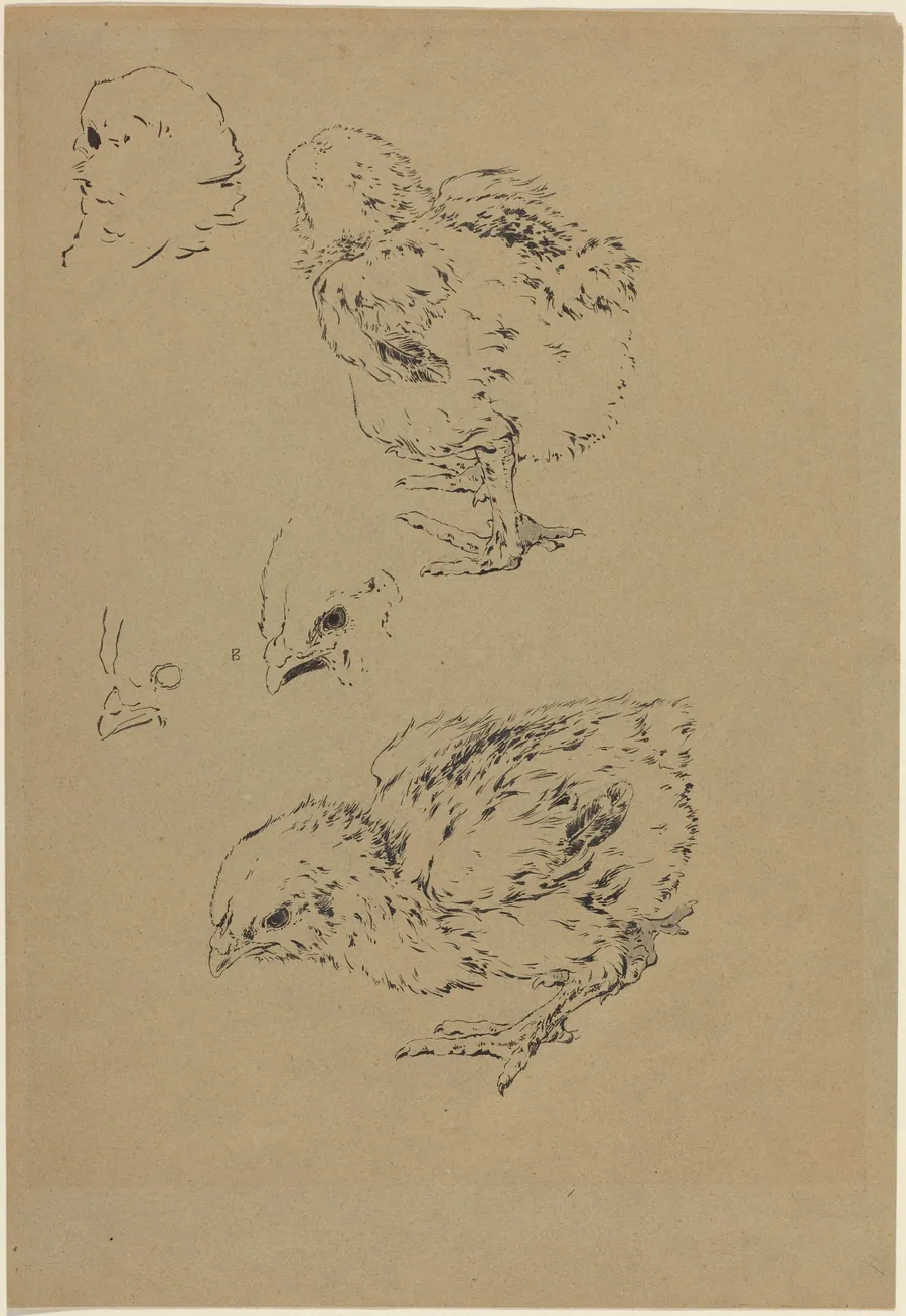 Chicks by Félix Bracquemond