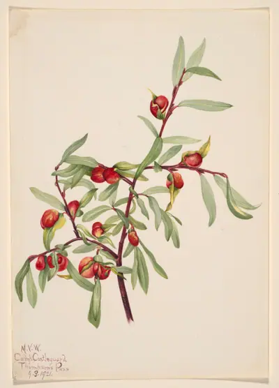 Untitled--Plant Study