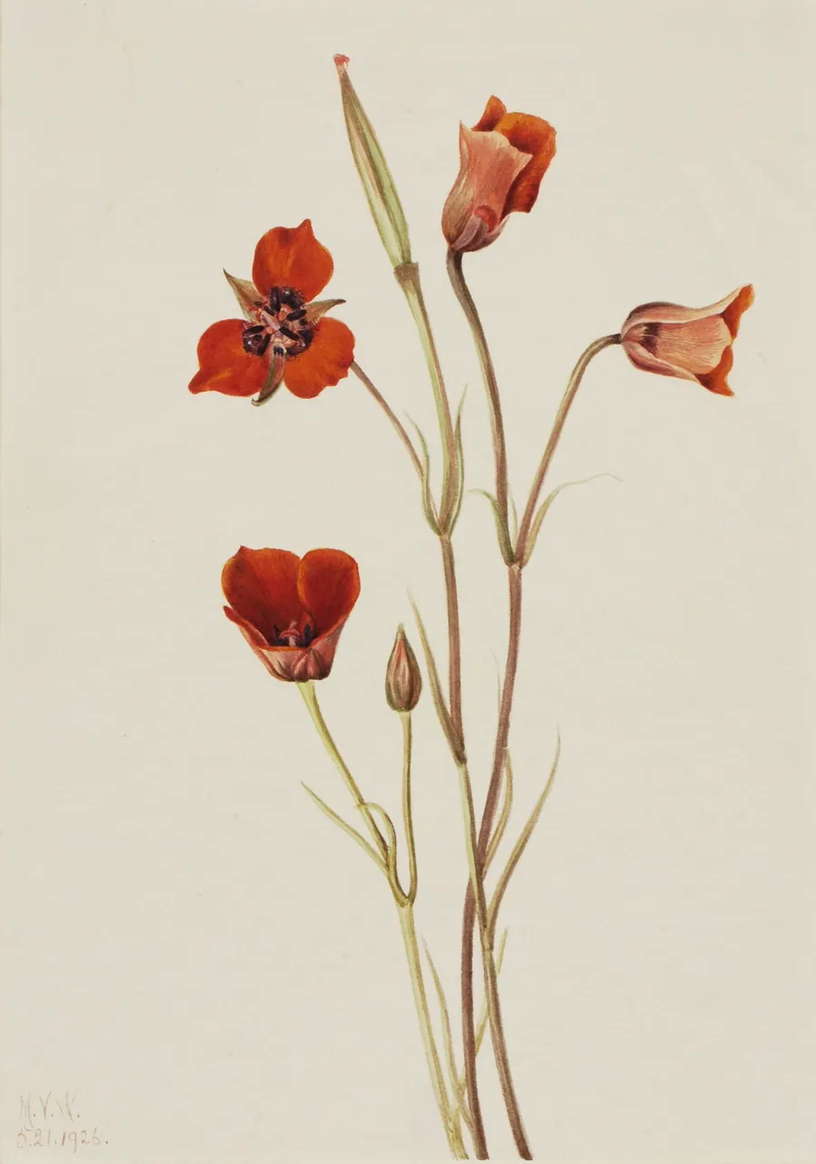 Scarlet Mariposa (Calochortus kennedyi) by Mary Vaux Walcott, born Philadelphia, PA 1860-died St. Andrews, New Brunswick, Canada 1940