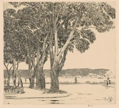 Eucalyptus Trees