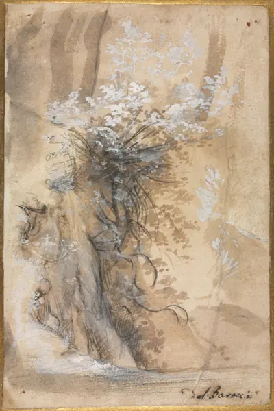 Flowering Bush above an Eroded Bank