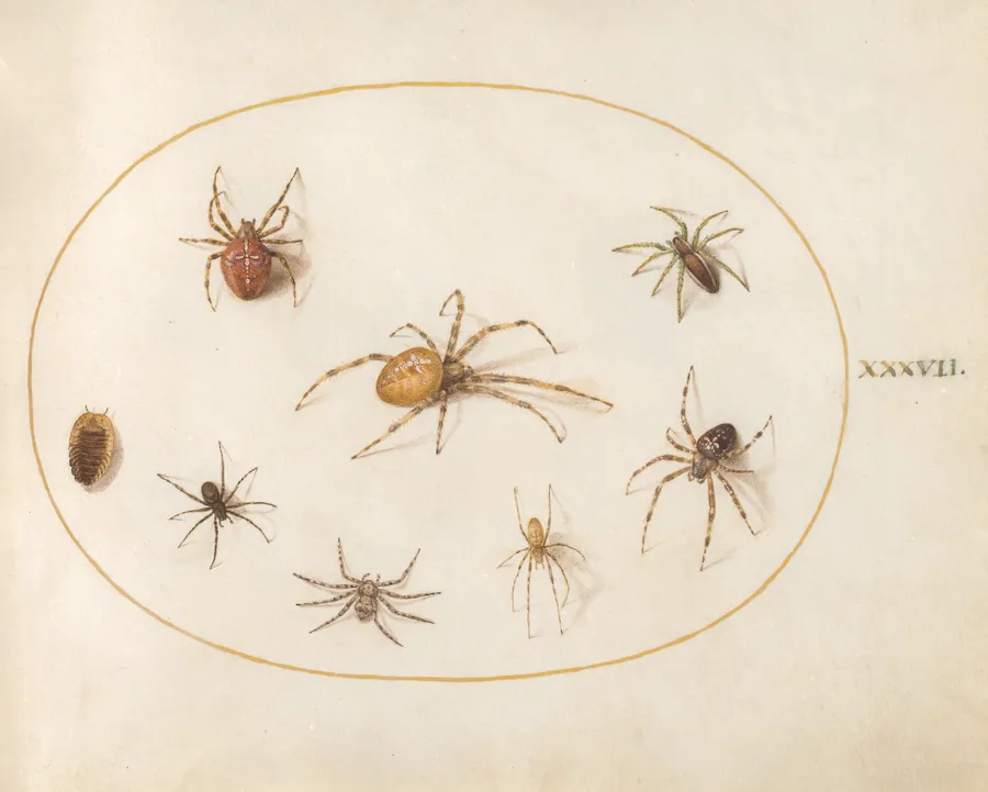 Plate 37: Seven Spiders and an Insect by Joris Hoefnagel