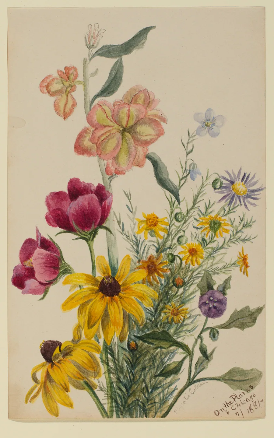 Group of Flowers by Mary Vaux Walcott, born Philadelphia, PA 1860-died St. Andrews, New Brunswick, Canada 1940
