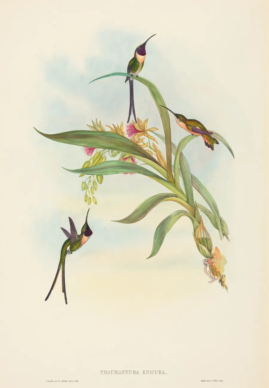 Tharmastura enicura (Slender Shear-Tail) by John Gould