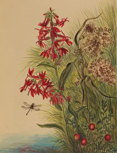 Cardinal Flower (Lobelia cardinalis)