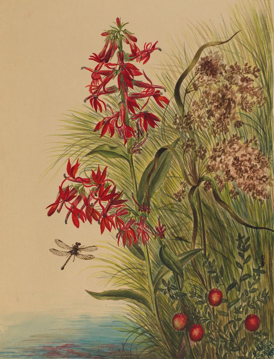 Cardinal Flower (Lobelia cardinalis) by Mary Vaux Walcott, born Philadelphia, PA 1860-died St. Andrews, New Brunswick, Canada 1940