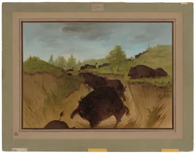 Grizzly Bears Attacking Buffalo