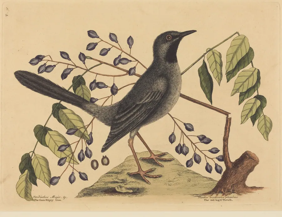 The Red Legged Thrush (Turdus plumbeus) by Mark Catesby