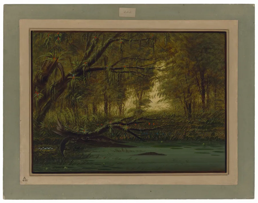 An Alligator's Nest by George Catlin