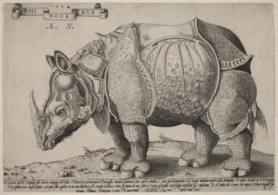 Rhinoceros