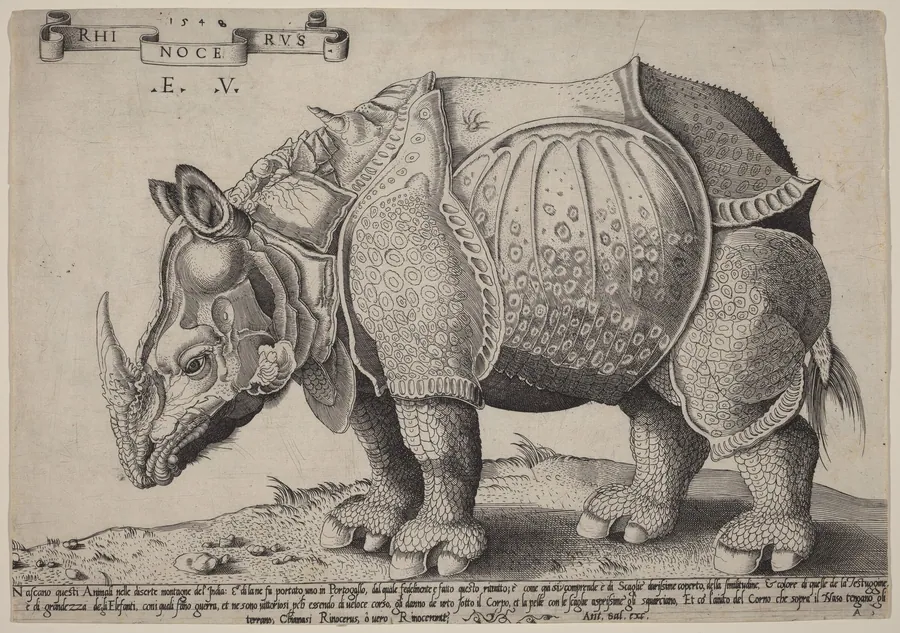 Rhinoceros by Enea Vico