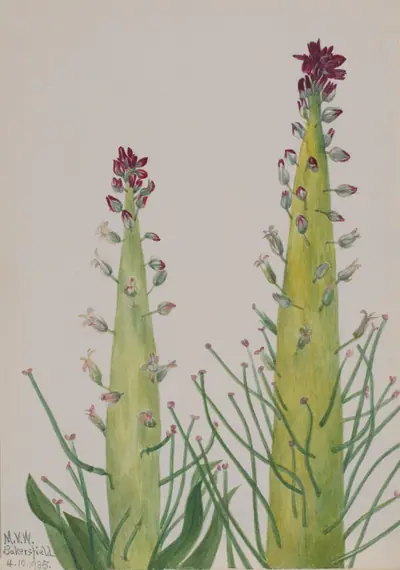 Desert Candle (Caulanthus inflatus)