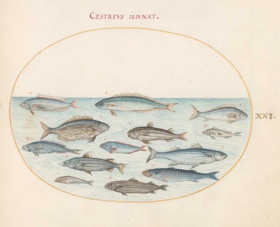 Plate 21: Cod(?) and Other Fish by Joris Hoefnagel