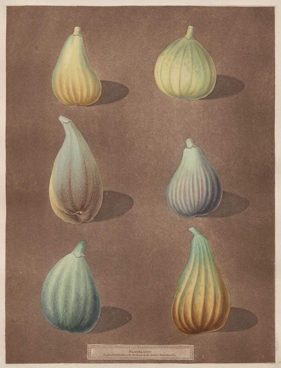 Pomona Britannica: No. 74 - Figs by Richard Brookshaw