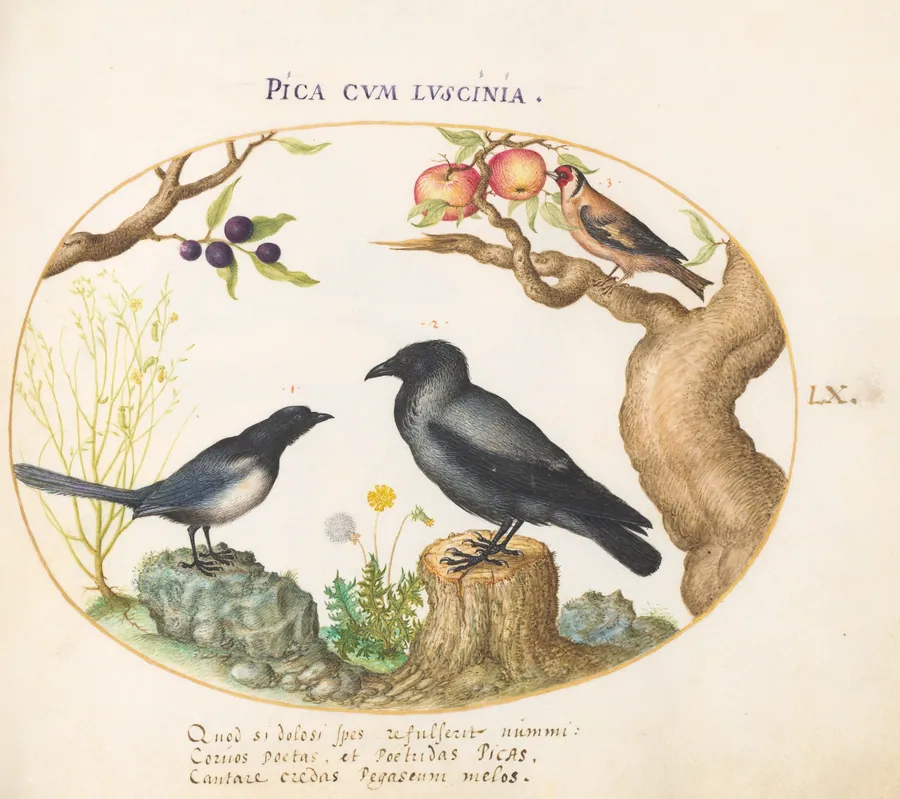Plate 60: Magpie, Crow, and Goldfinch by Joris Hoefnagel