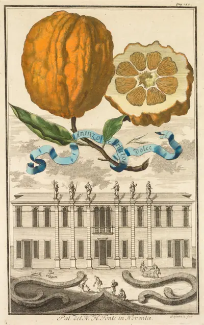 Nurnbergische Hesperides:  No. 185 - Aranzo Striato dolce.  Palazzo del N. H. Fonte in Noventa
