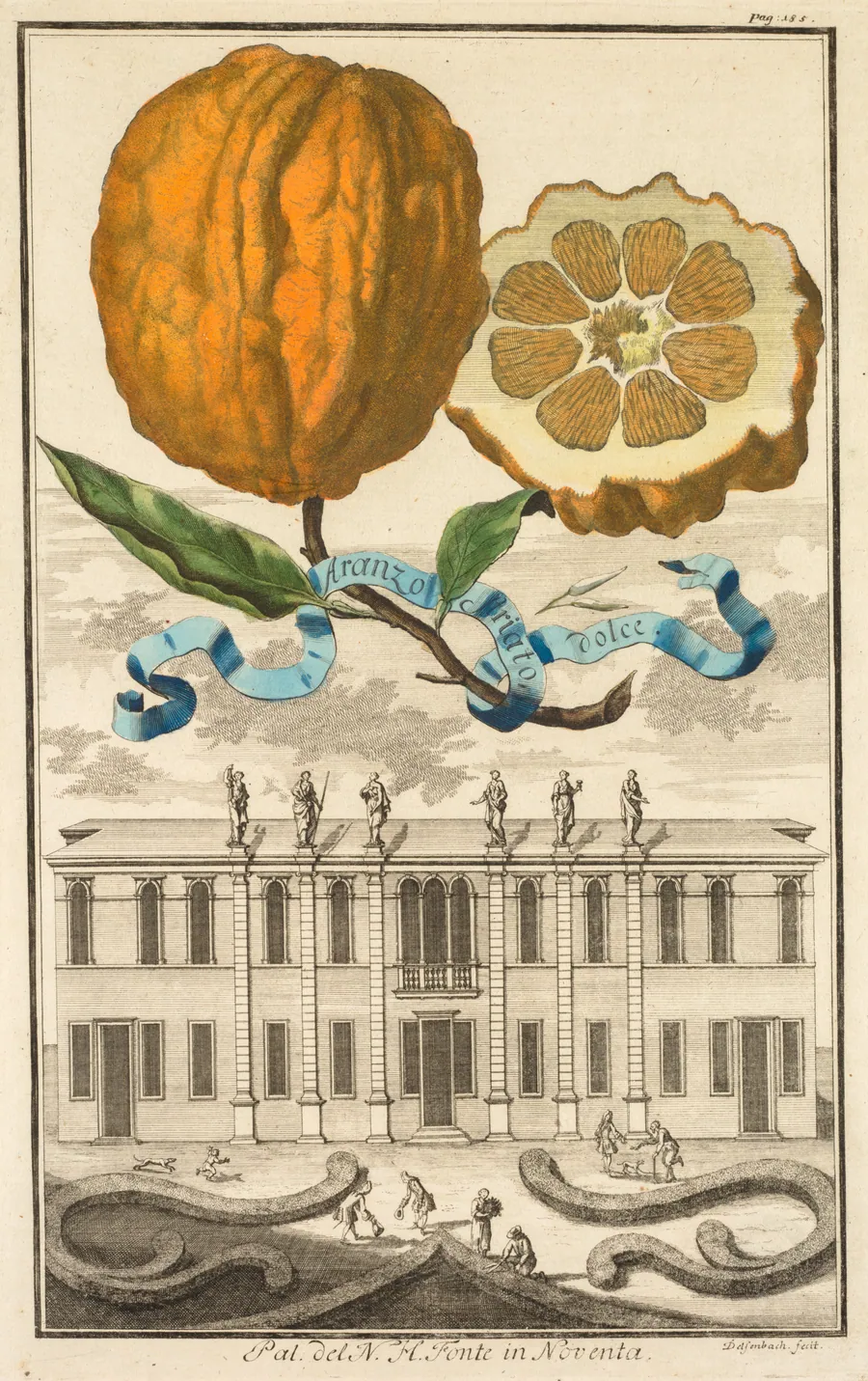 Nurnbergische Hesperides:  No. 185 - Aranzo Striato dolce.  Palazzo del N. H. Fonte in Noventa by Joseph de Montalegre