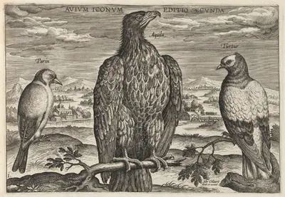 Wagtail, Eagle, and Turtledove